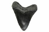 Fossil Megalodon Tooth - South Carolina #356831-1
